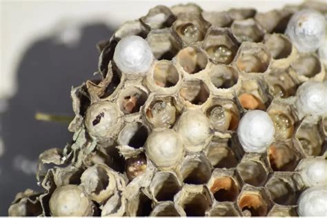 wasp nest electrical box|how to keep wasps from electrical box.